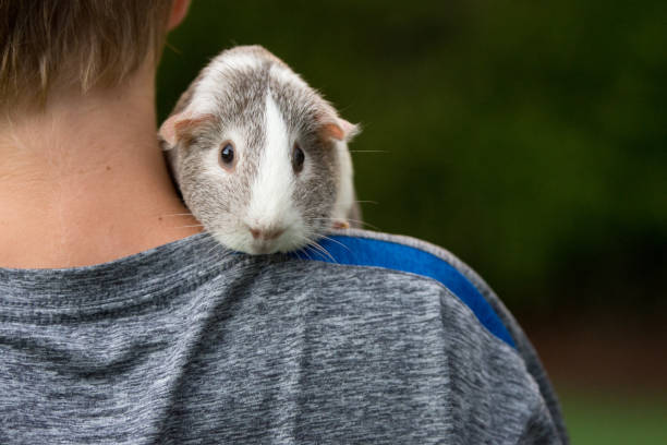 男の子の肩にモルモット - guinea pig pets child stroking ストックフォトと画像