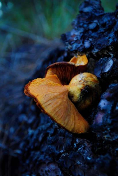 istock Fungi of Uruguay 1263021653