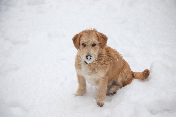 istock Cute dog sitting in the snow 1263022114
