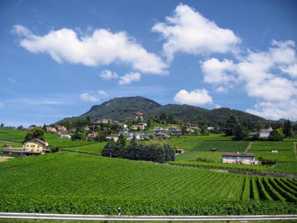 istock Vineyards on the background of mountains 1263023334