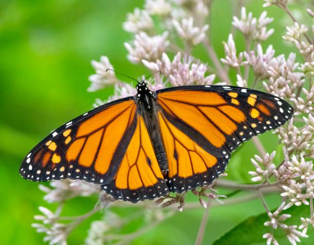istock Beautiful Male Monarch Butterfly 1263023352