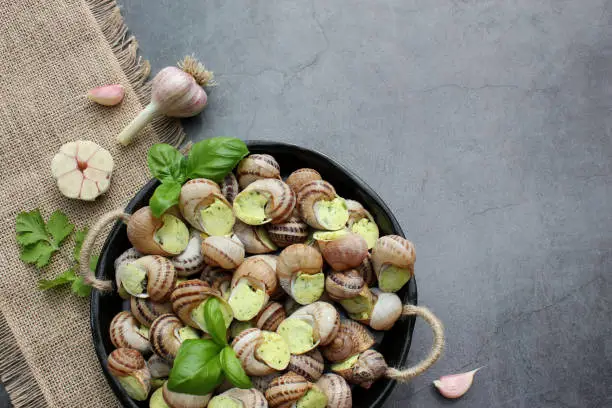 Snails prepared for cooking with garlic, butter and basil. French traditional food.