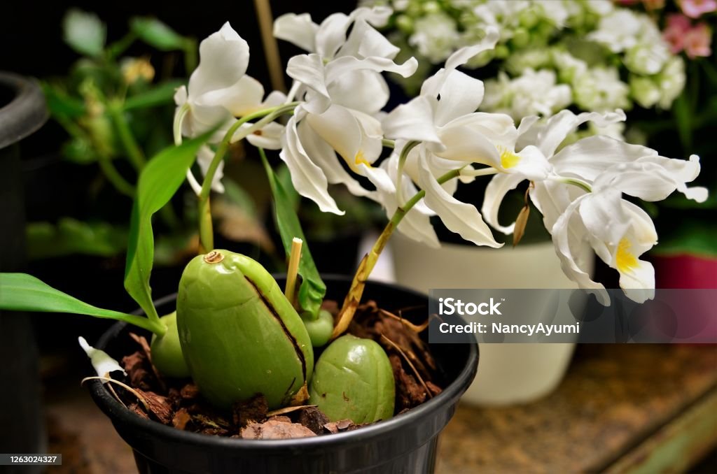 Pseudobulb with Orchid Flower Coelogyne Crest Orchid Coelogyne cristata with its pseudobulbs in vase Orchid Stock Photo