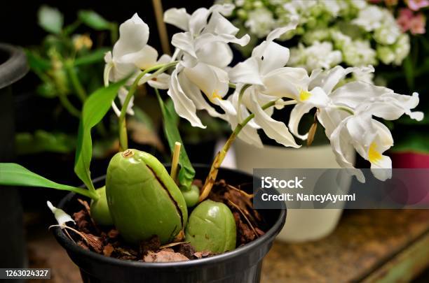 Pseudobulb With Orchid Flower Coelogyne Crest Stock Photo - Download Image Now - Orchid, Plant Bulb, Black Orchid