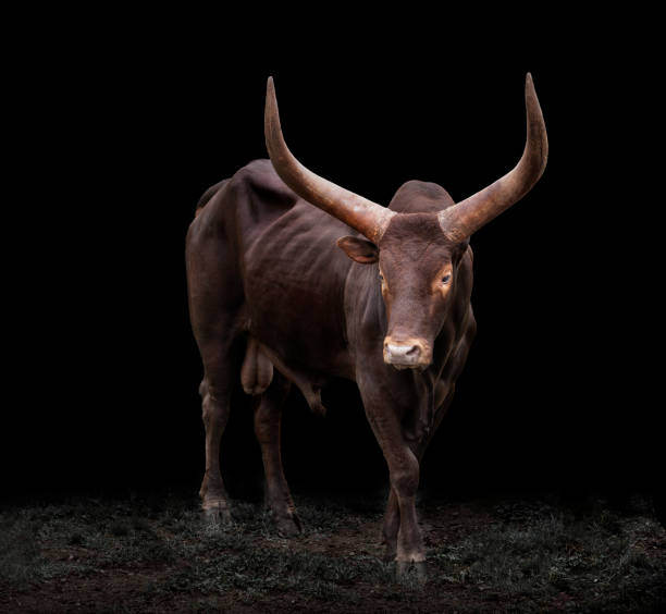 istock Watusi a big cow in black background 1263024332