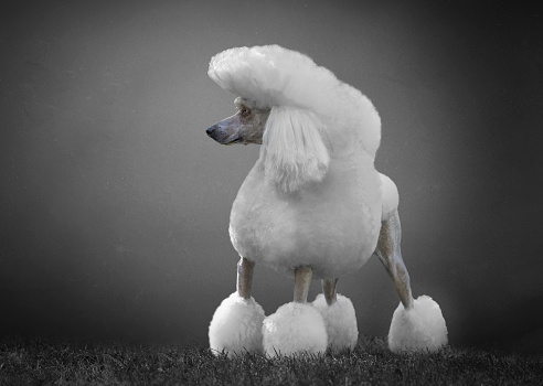 Gigant white poodle in the grey background