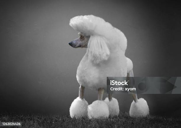 Gigant White Poodle In The Grey Background Stock Photo - Download Image Now - Poodle, Best in Show, Dog