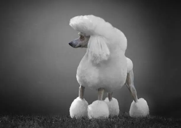 Photo of Gigant white poodle in the grey background