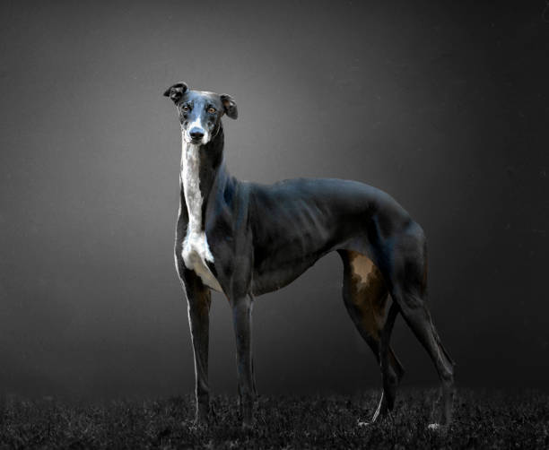 galgo blanco y negro con fondo gris - galgo inglés fotografías e imágenes de stock