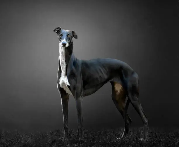 Greyhound black and white with gray background