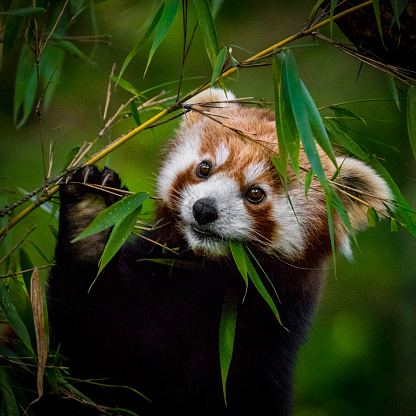 A red panda peeking around a tree stump.