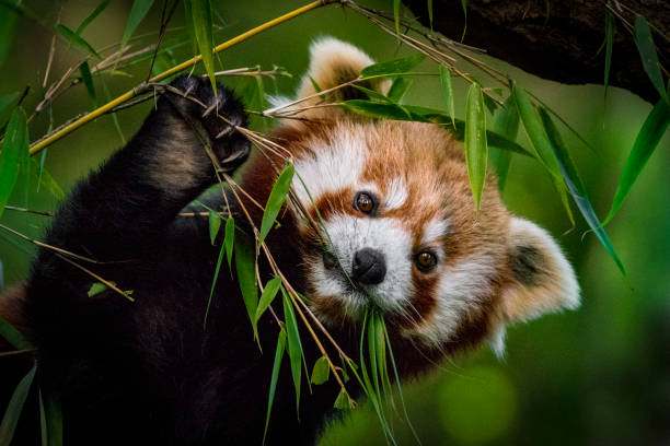 panda rouge mangeant des feuilles de bambou - herbivore photos et images de collection