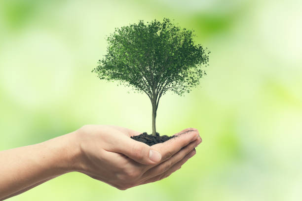 istock Hand holding tree. Save nature, ecology concept 1263025240