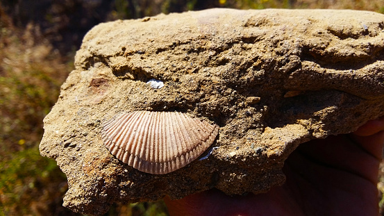 Discovery in Tijuana of fossils over two million years old