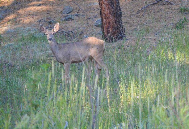 istock Doe Mule Deer grazing in Kaibab National Forest, Arizona 1263025565