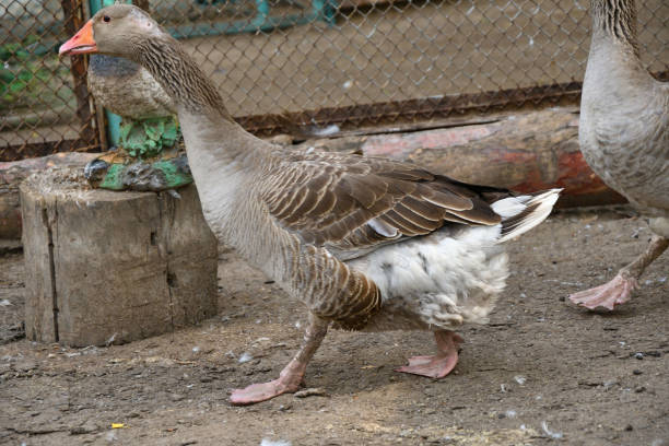 istock Geese on the farm 1263026240