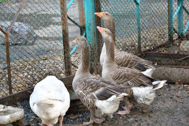 istock Geese on the farm 1263026246