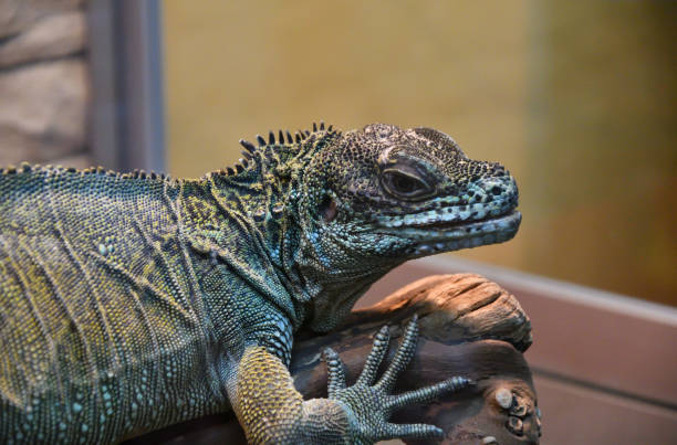 istock Frilled lizard In the terrarium 1263027492