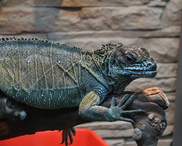 istock Frilled lizard In the terrarium 1263027500