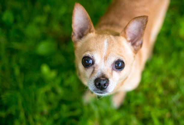 istock A small Chihuahua dog looking up 1263027759