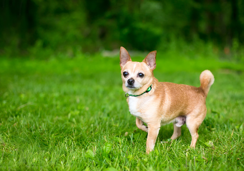 A small Chihuahua dog standing outdoors and lifting one front paw