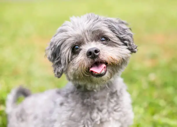 A cute Shih Tzu x Poodle mixed breed dog sitting outdoors with a happy expression