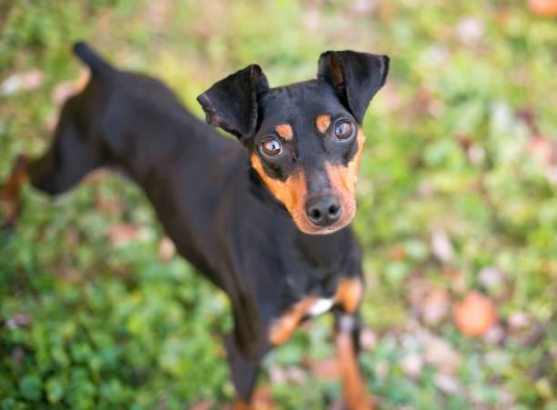 istock A Manchester Terrier dog standing outdoors 1263027816