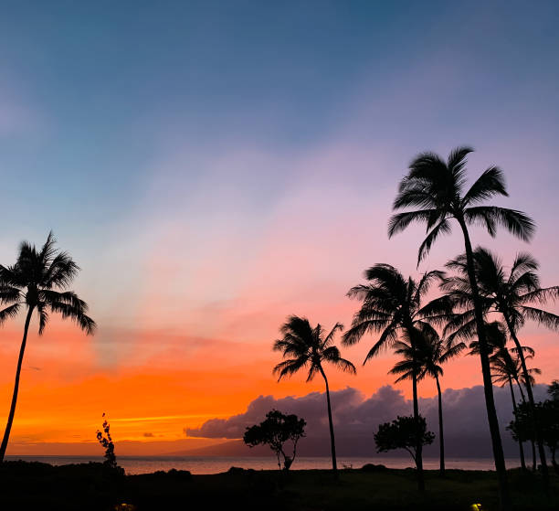un coucher de soleil coloré dramatique avec le palmier sur l’île de maui, hawaï - maui beach palm tree island photos et images de collection