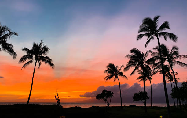 istock A dramatic colorful sunset with palm tree on Maui Island, Hawaii 1263028497
