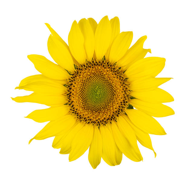 istock Sunflower head in high resolution isolated on white background. 1263028501