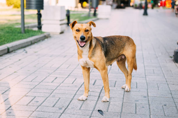istock Stray dog at city square 1263028526