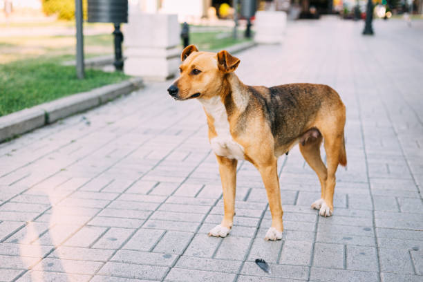 istock Stray dog at city square 1263028553