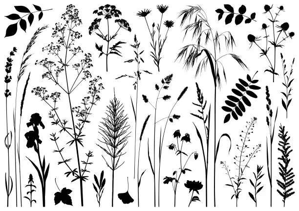 Vector illustration of Plants silhouettes