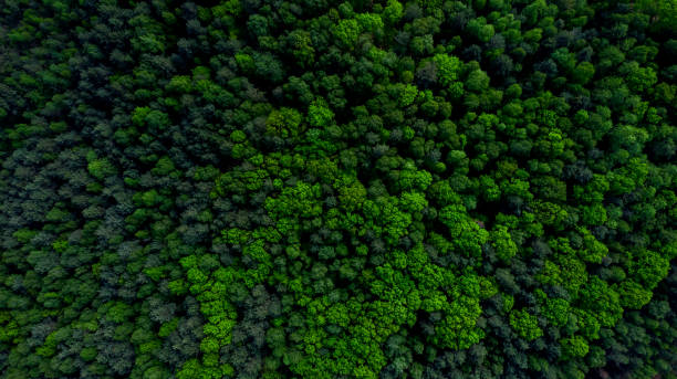 istock Pine Tree Woodland Aerial Drone View 1263030354
