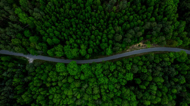 istock Curvy Road Cut Trough Forest. Aerial Drone Top Down View 1263030443