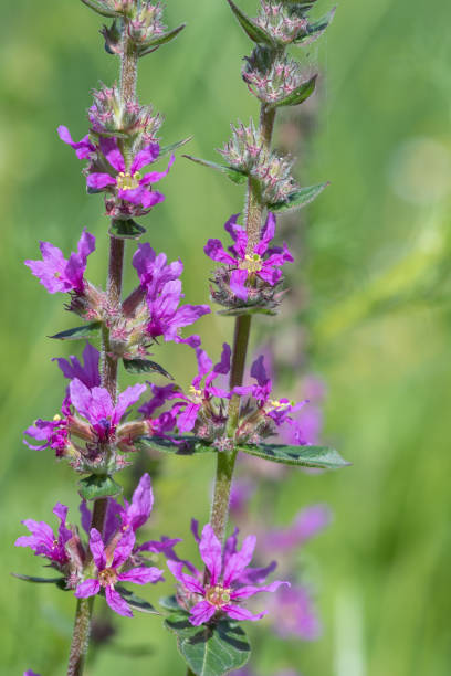 istock Purple loosestrife (lythrum salicaria) flowers 1263030652