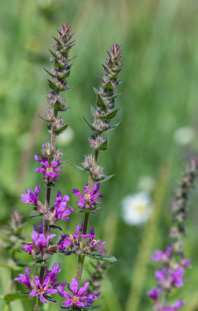 istock Purple loosestrife (lythrum salicaria) flowers 1263030662