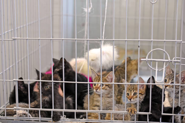 많은 새끼 고양이가 동물 보호소의 케이지에 앉아 있습니다. 바 뒤에 새끼 고양이 - animal rights organization 뉴스 사진 이미지