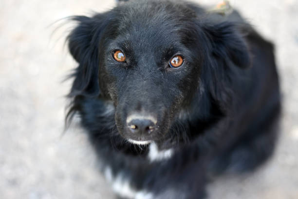 istock A close up a dog sight 1263031523