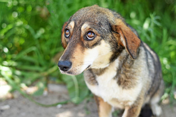 chiot coupable regardant vers le haut avec des yeux très tristes - dog street loneliness solitude photos et images de collection