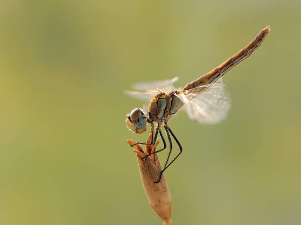 istock The dragonfly with spread wings sits on a dry flower 1263031610