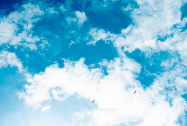 istock birds in the sky 1263033935