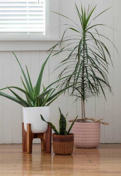 istock Three potted house plants in white room 1263035127