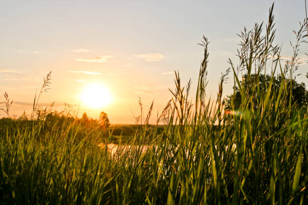 istock Summer background - sunset over a calm river. Sunlight breaking through tall grass. Summer landscape, Russia. 1263035472