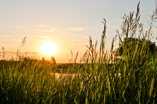 Summer background - sunset over a calm river. Sunlight breaking through tall grass. Summer landscape, Russia.