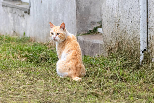 istock red cat sitting in the grass 1263035600