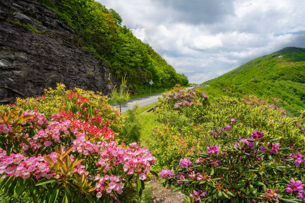 istock Beautifulr road in blooming mountains. 1263037095