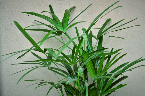 Green leaves of Raphis Palm Tree in the room