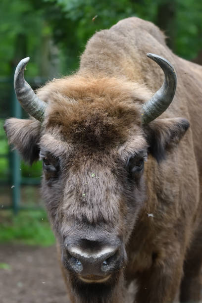 istock European Bison in the wood 1263038394