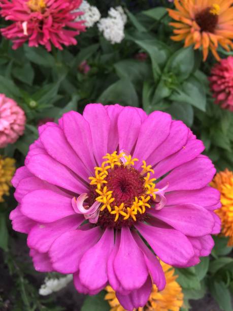 istock flowers in the garden 1263039962